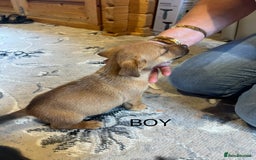Mixed Breed dogs for sale: Jackapoo pups ready 9th August  - Image 15