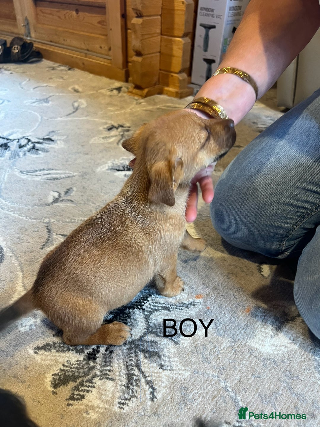 Mixed Breed dogs for sale: Jackapoo pups ready 9th August  - Image 15
