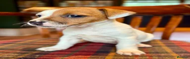Jack Russell 4