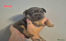 French Bulldog dogs for sale: Beautiful KC French bull dog puppies - Image 5