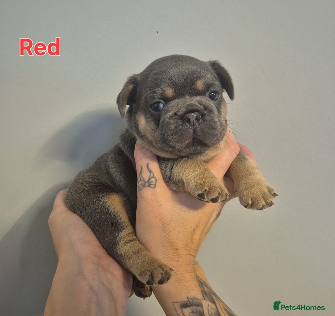 French Bulldog dogs for sale: Beautiful KC French bull dog puppies - Image 5