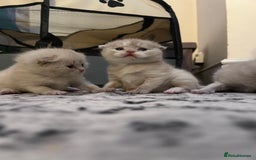 Scottish Fold cats for sale: Scottish fold kittens  - Image 6