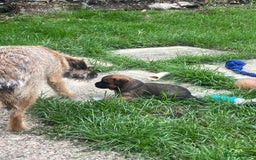 Border Terrier dogs for sale: Gorgeous KC reg Border Terrier Boys - Image 14