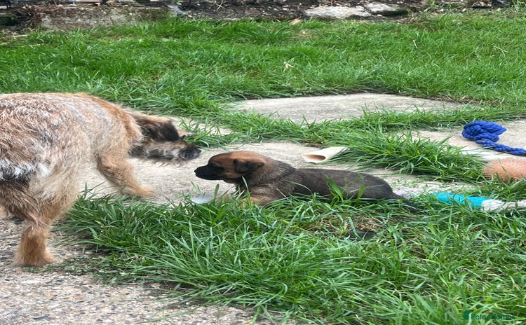 Border Terrier dogs - Advert 5