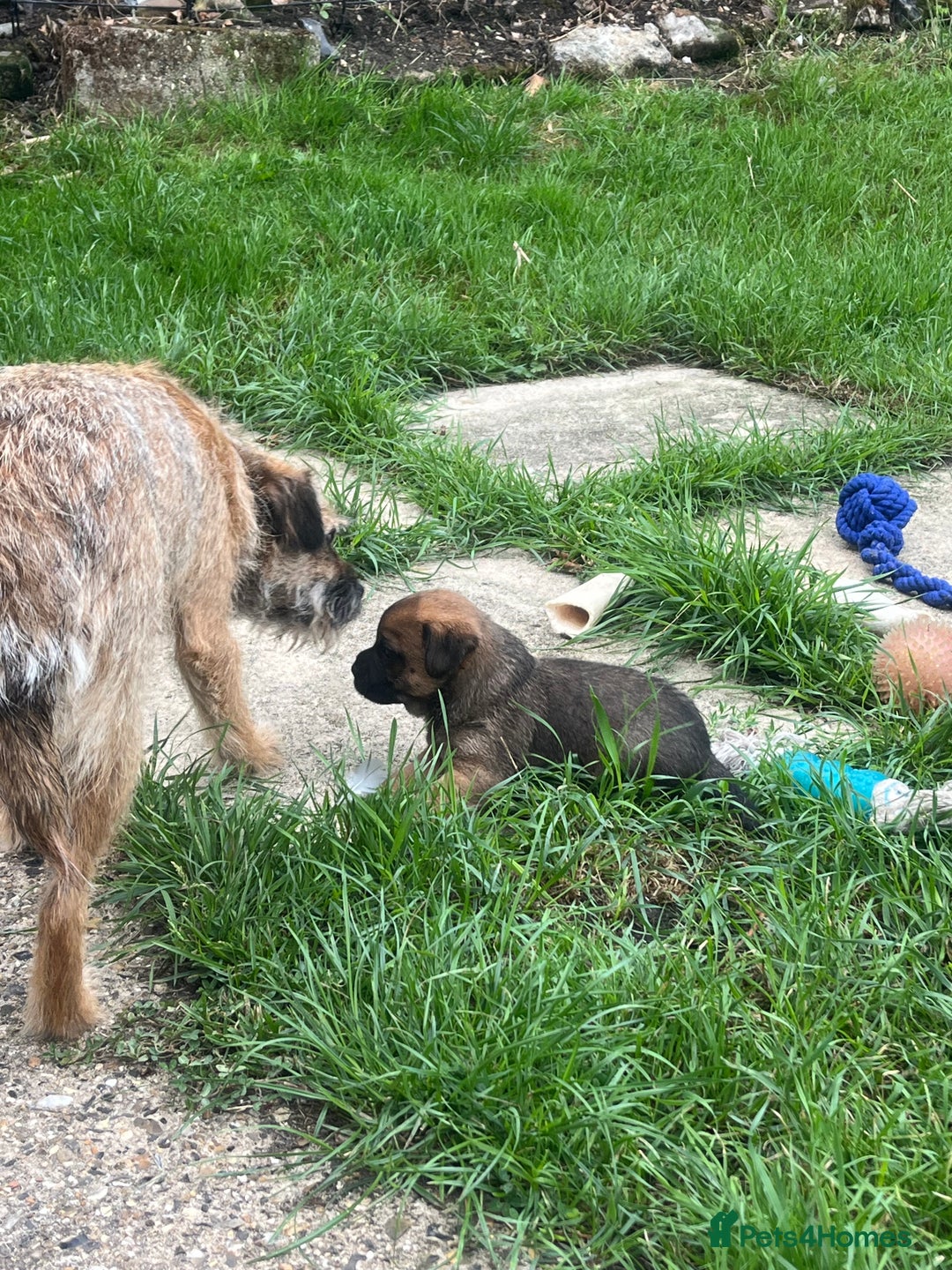 Border Terrier dogs for sale: Gorgeous KC reg Border Terrier Boys - Image 14