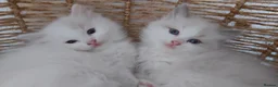 Ragdoll cats for sale: RAGDOLLS BICOLOUR GIRL BOY BLUE EYES  - Advert 21
