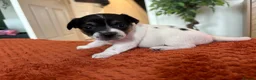 Jack Russell dogs for sale: Jack Russell Puppies - Girls - Advert 13