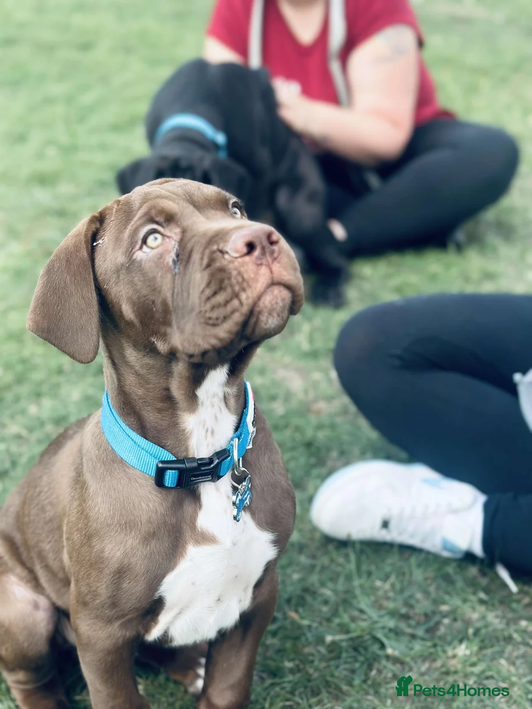 Mixed Breed dogs for sale: Chocolate Male cane corso cross labrador - Advert 10