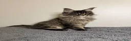 Maine Coon cats for sale: Stunning Maine Coon kittens - Advert 3