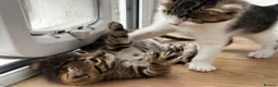 Ragdoll cats for sale: 🐾Only 4 Gorgeous Kittens Left🐾 - Advert 25
