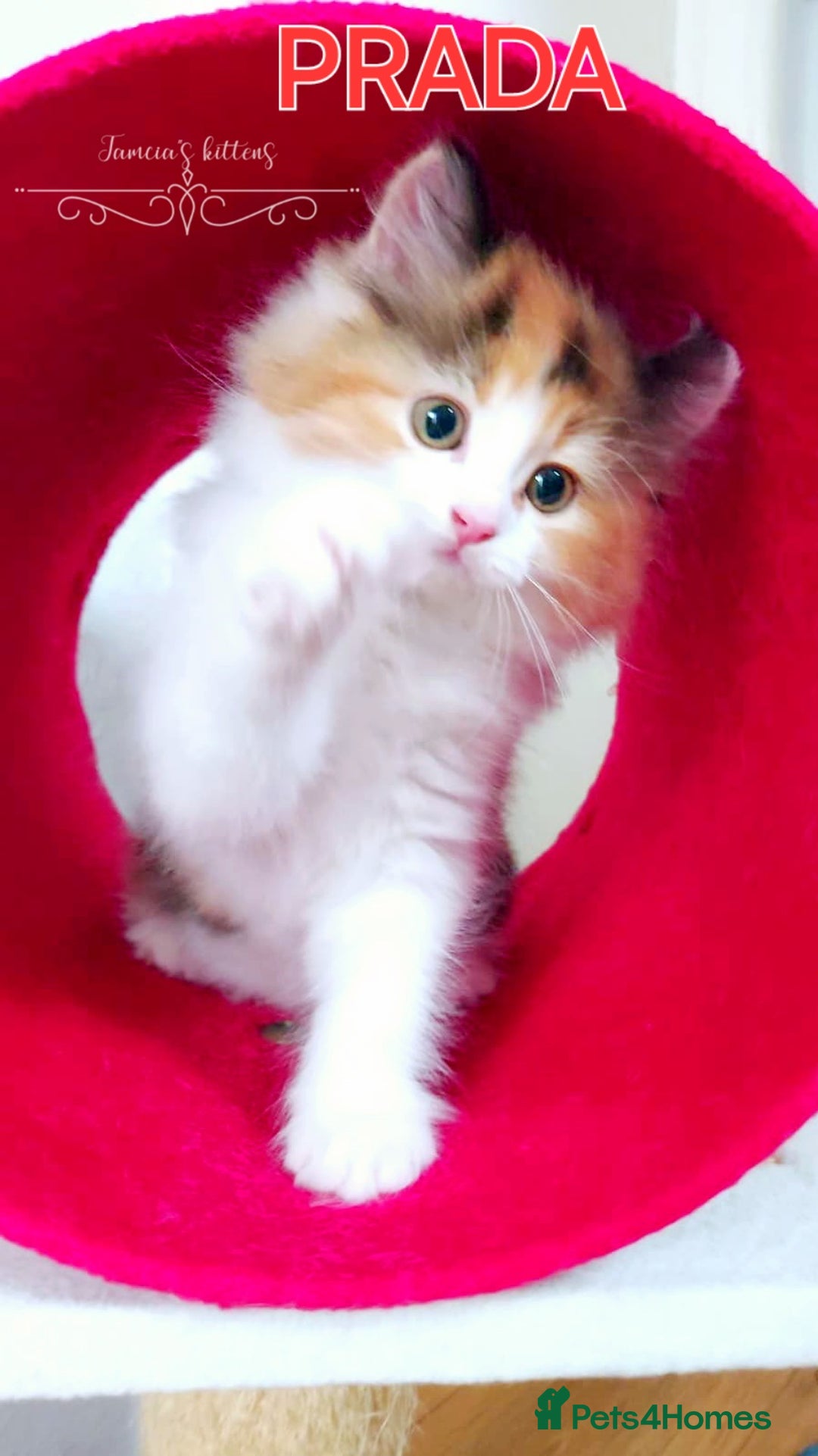 Ragdoll cats for sale: BEAUTIFUL CROSS RAGDOLL/PERSIAN 😻😻😻😻 - Image 9