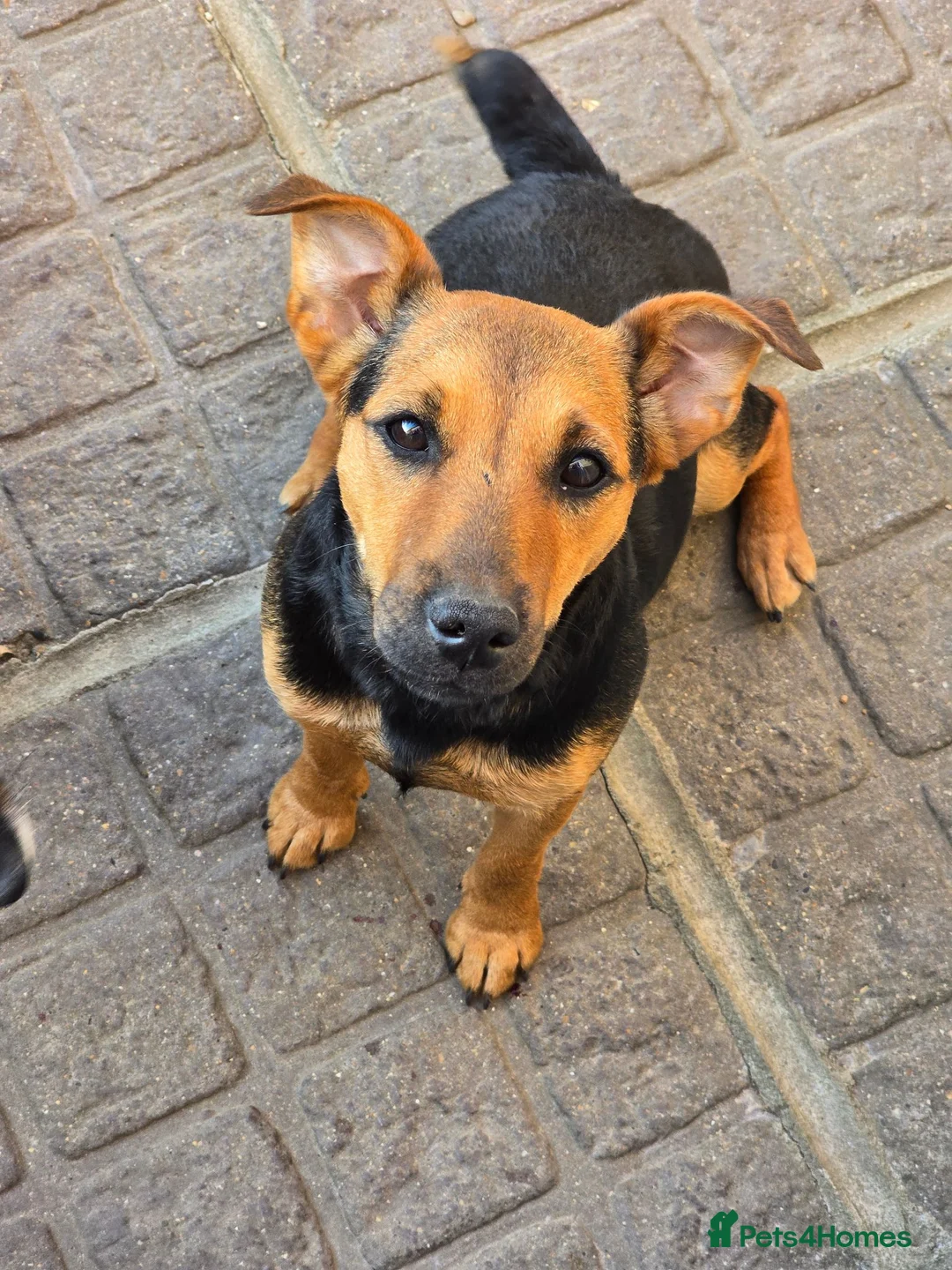 Jack Russell dogs for sale: Bonnie is looking for a loving home - Advert 2