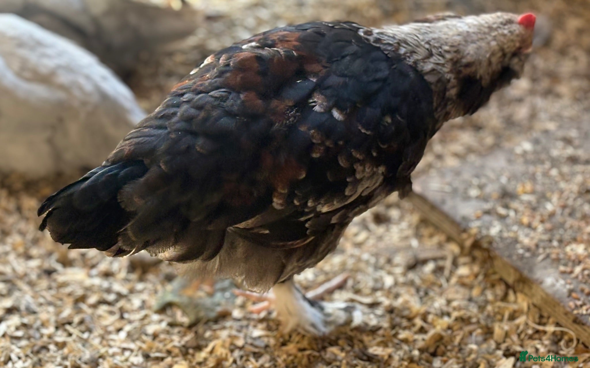 Chickens poultry Salmon Faverole trio and pair for sale - Advert 2