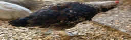 Chickens poultry for sale: Salmon Faverolle trio and pair for sale - Advert 2