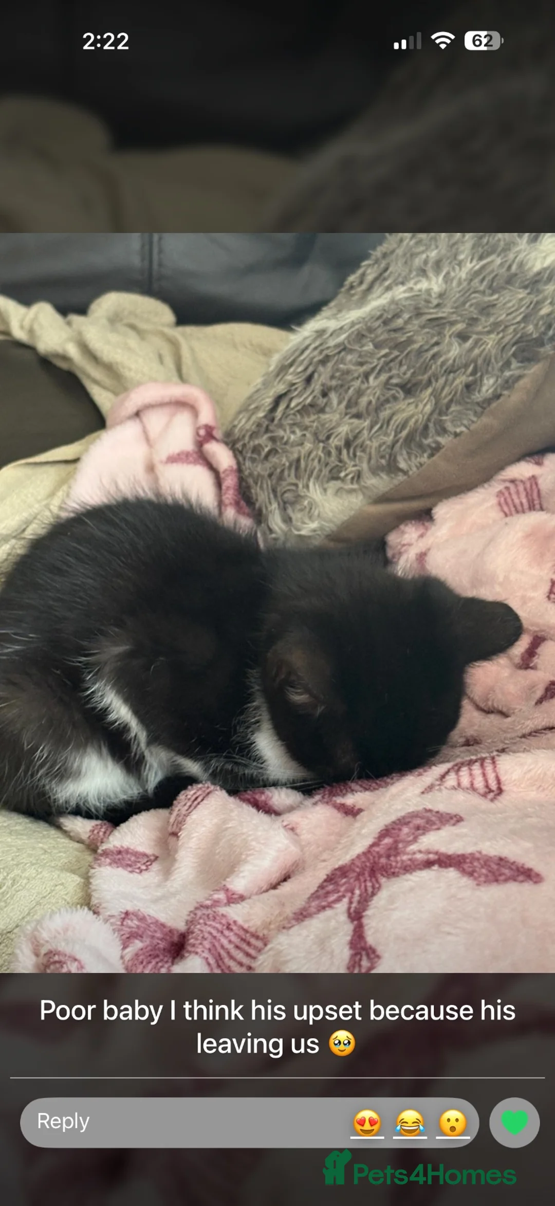 Mixed Breed cats for sale: British shorthair/maine coone  - Advert 1