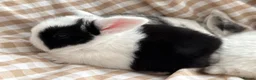 Mini Lop rabbits for sale: Beautiful Mini Lops to reserve  - Advert 31