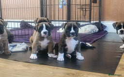 Boxer dogs for sale: 🌟🩷COI 0.5% KC REG BOBTAIL GIRL🩷🌟 - Image 14