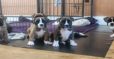 Boxer dogs - Advert 6