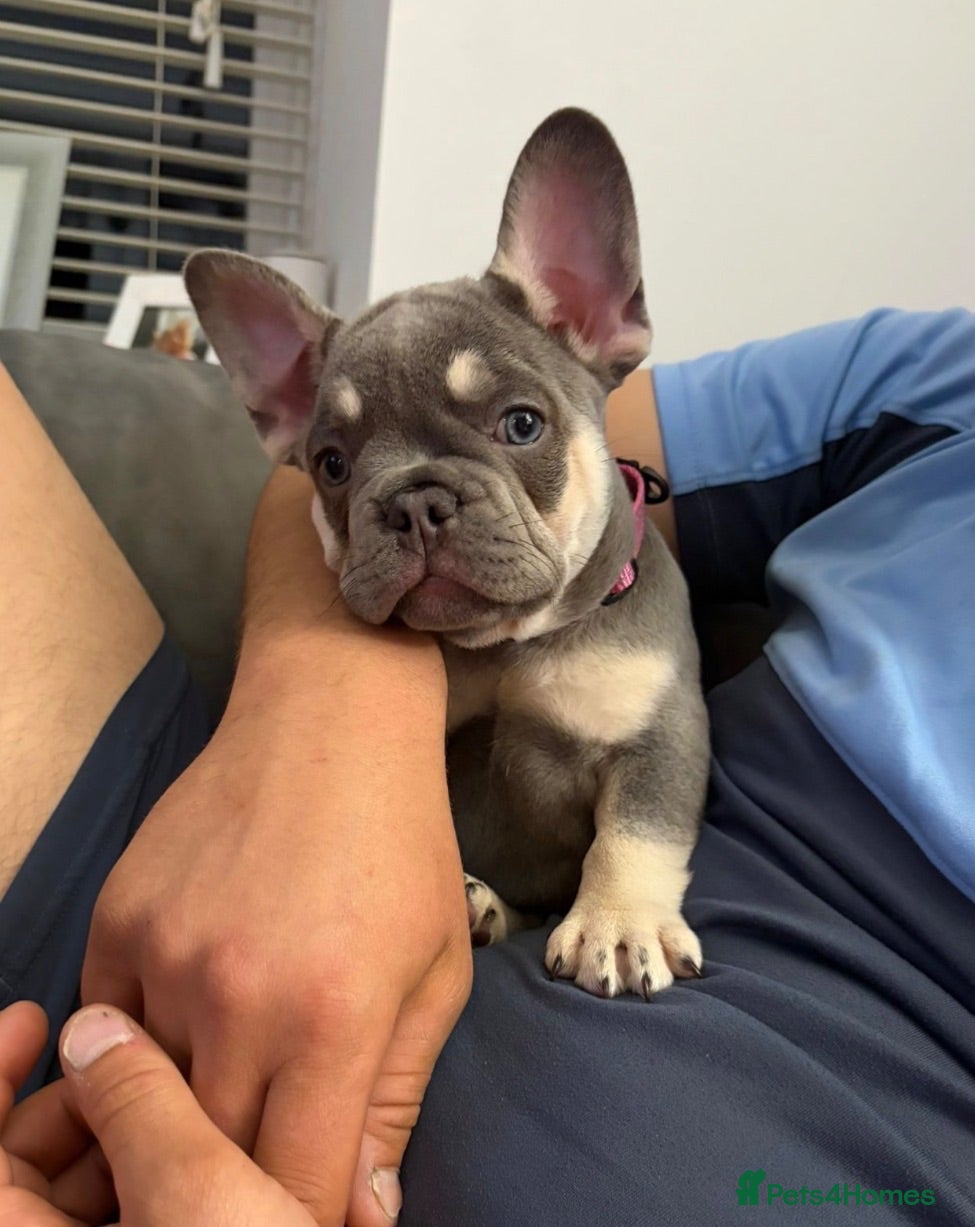 French Bulldog dogs Frenchie (Bella) - Advert 4