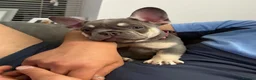 French Bulldog dogs for sale: Frenchie (Bella) in Horley - Advert 1