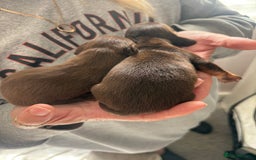 Miniature Dachshund dogs for sale: Smooth haired miniature dachshund  - Image 7