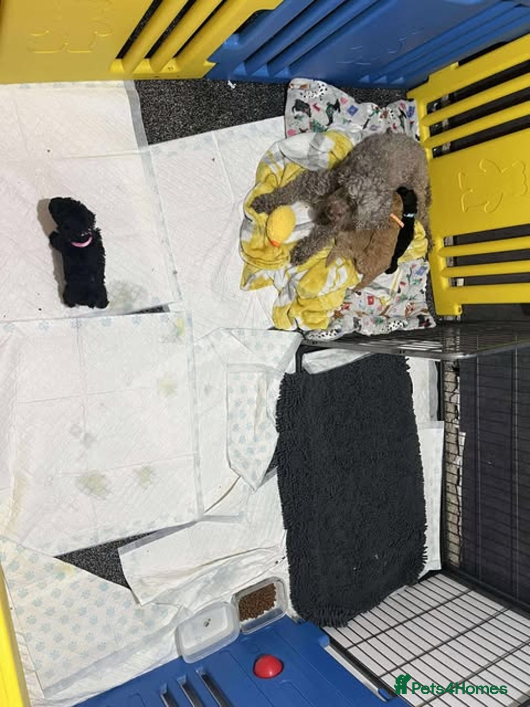 Miniature Poodle dogs for sale: Miniature Poodles!!! - Advert 14