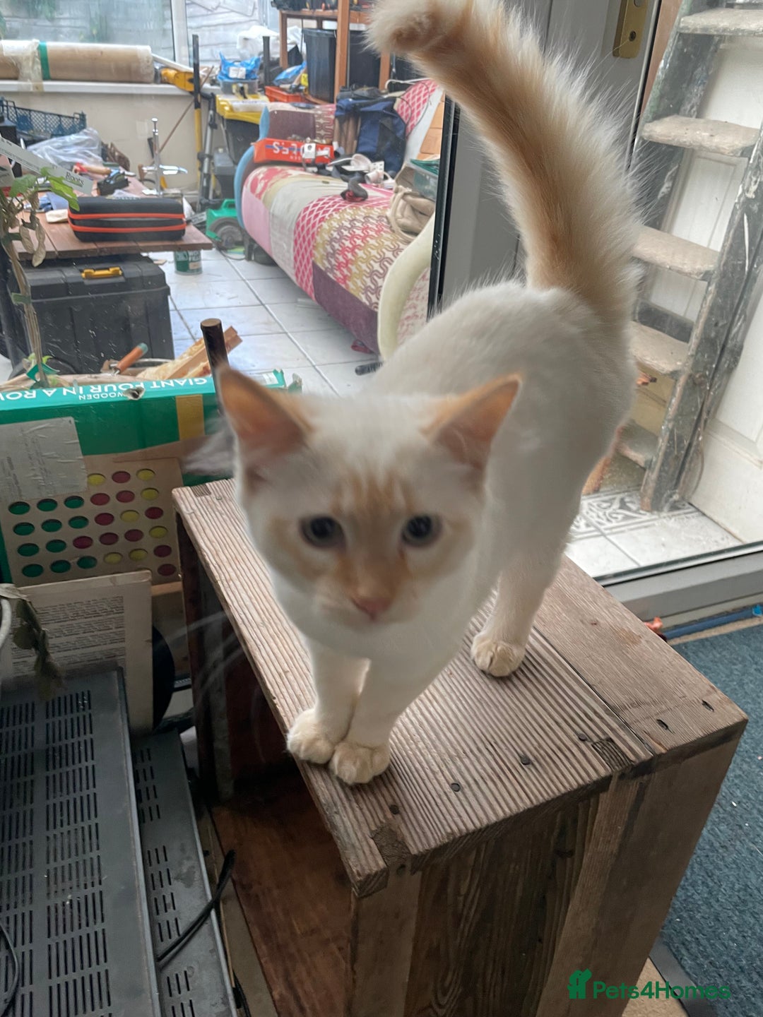 Norwegian Forest Cat cats for sale: Gorgeous Norwegian Forest Mix - Image 1