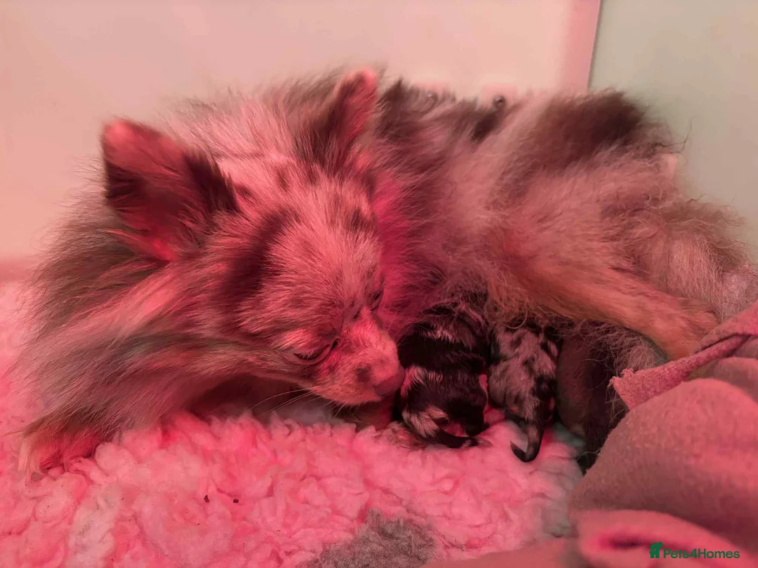 Pomeranian dogs for sale: Beautiful Pomeranians - Advert 1