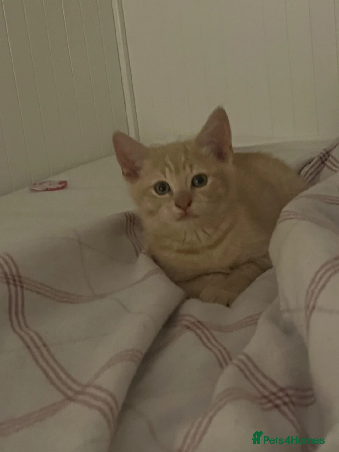 British Shorthair cats for sale: 🤎 Beautiful Biscuit-Coloured British Shorthair  - Advert 2