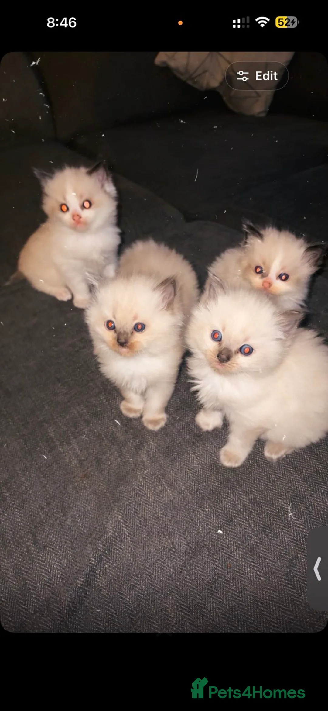 Ragdoll cats for sale: Ragdoll kittens for sale  - Advert 3