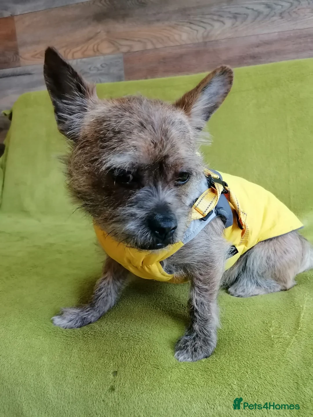 Mixed Breed dogs for adoption: 💙RONNIE Big Personality In Tiny Wrap Chorkie X - Advert 14