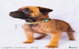 Belgian Shepherd Dog dogs for sale: Belgian malinois puppies - Image 16