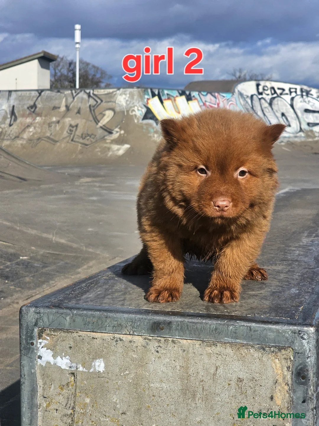 Chow Chow dogs for sale: Cantonese chow chow in Birmingham - Advert 13