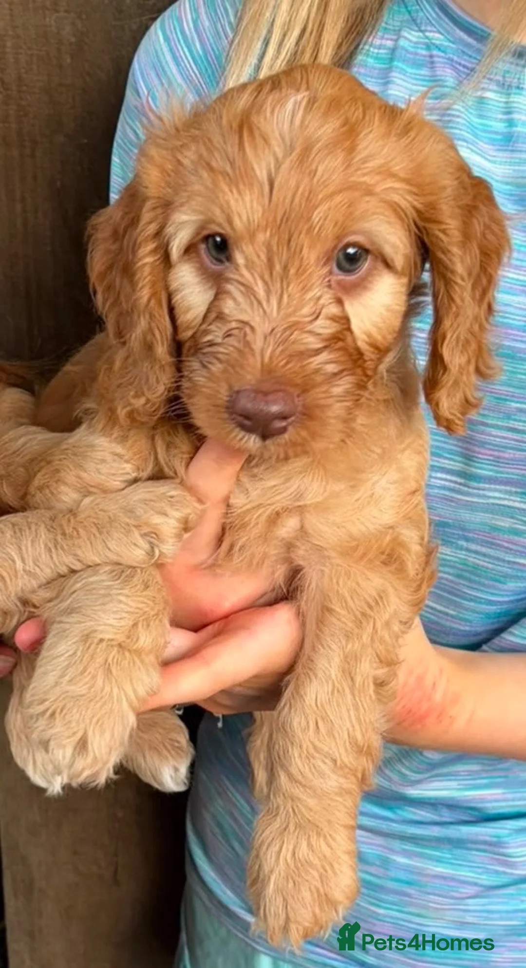 Cockapoo dogs for sale: F1B cockapoo Boy Ready for his forever home  - Advert 1
