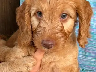Cockapoo dogs F1B cockapoo Boy Ready for his forever home - Advert 10
