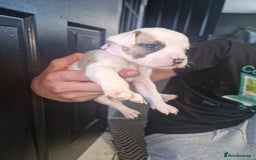 American Bulldog dogs for sale: American  bulldog  pups - Image 15