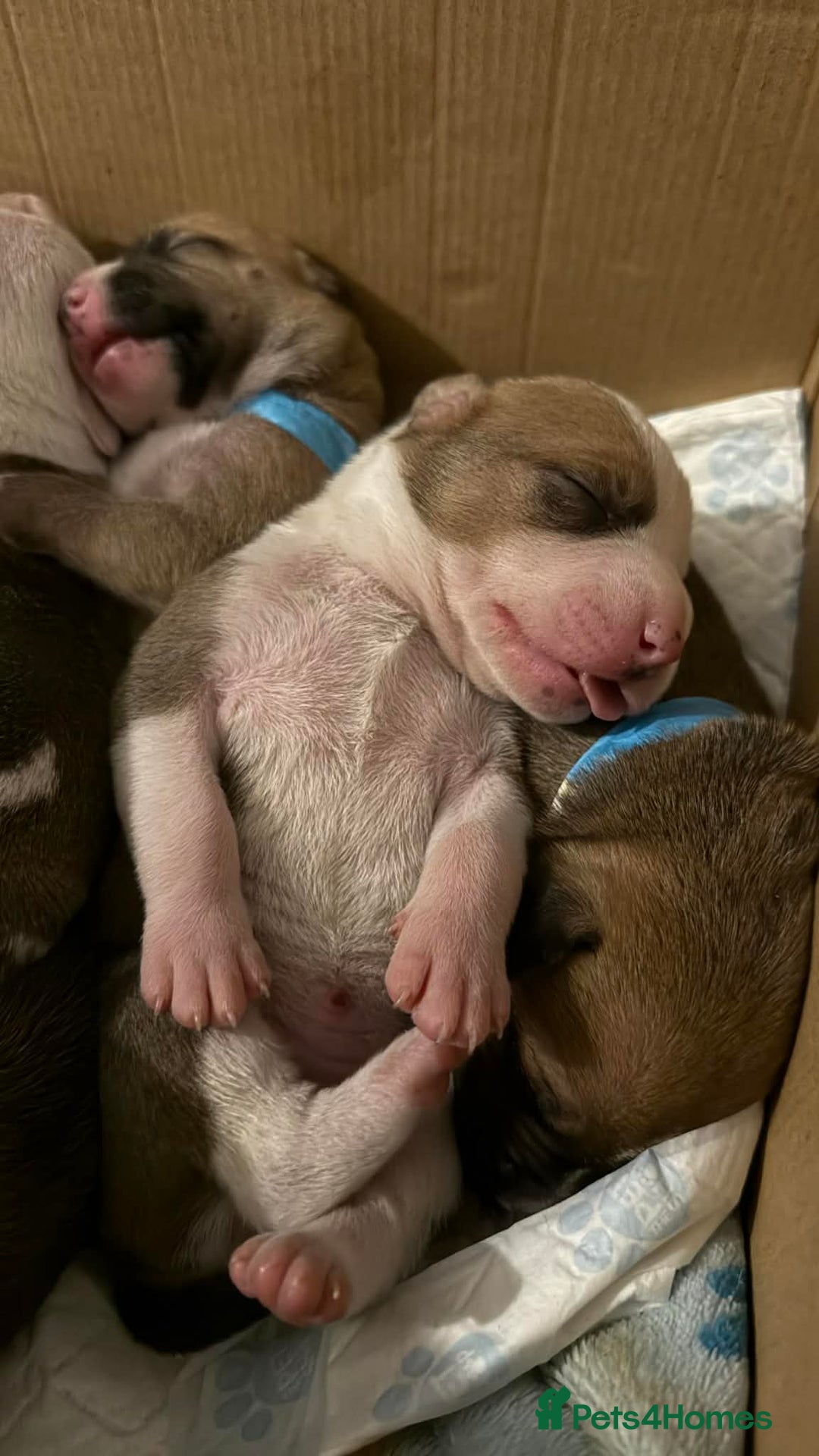 Mixed Breed dogs for sale: Staffy X pups  - Advert 14