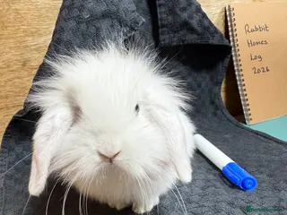 Mixed Breed rabbits Last Baby Boy Mini Lion Lop - Advert 19