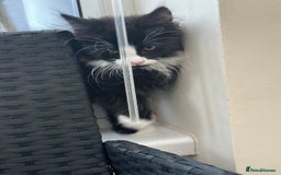 Maine Coon cats for sale: Gorgeous little boy urgent sell moving house  - Image 3