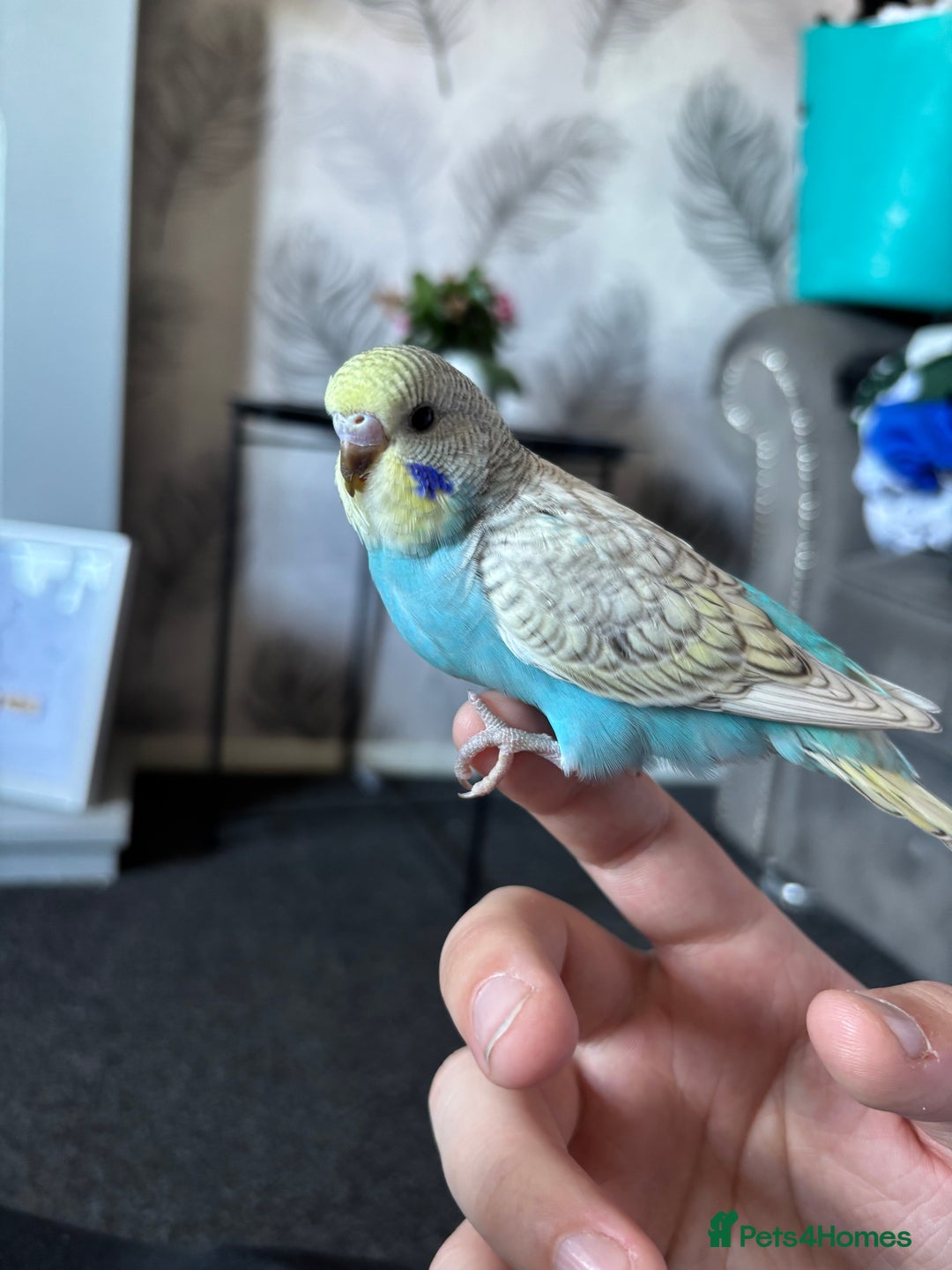 Budgerigars birds for sale: Hand reared tame baby budgies - Image 5