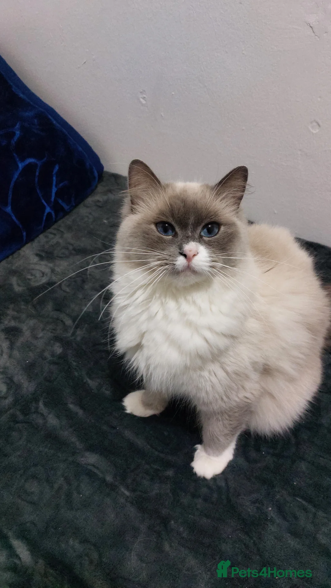 Ragdoll cats for sale: Beautiful Ragdoll Princess  - Advert 16