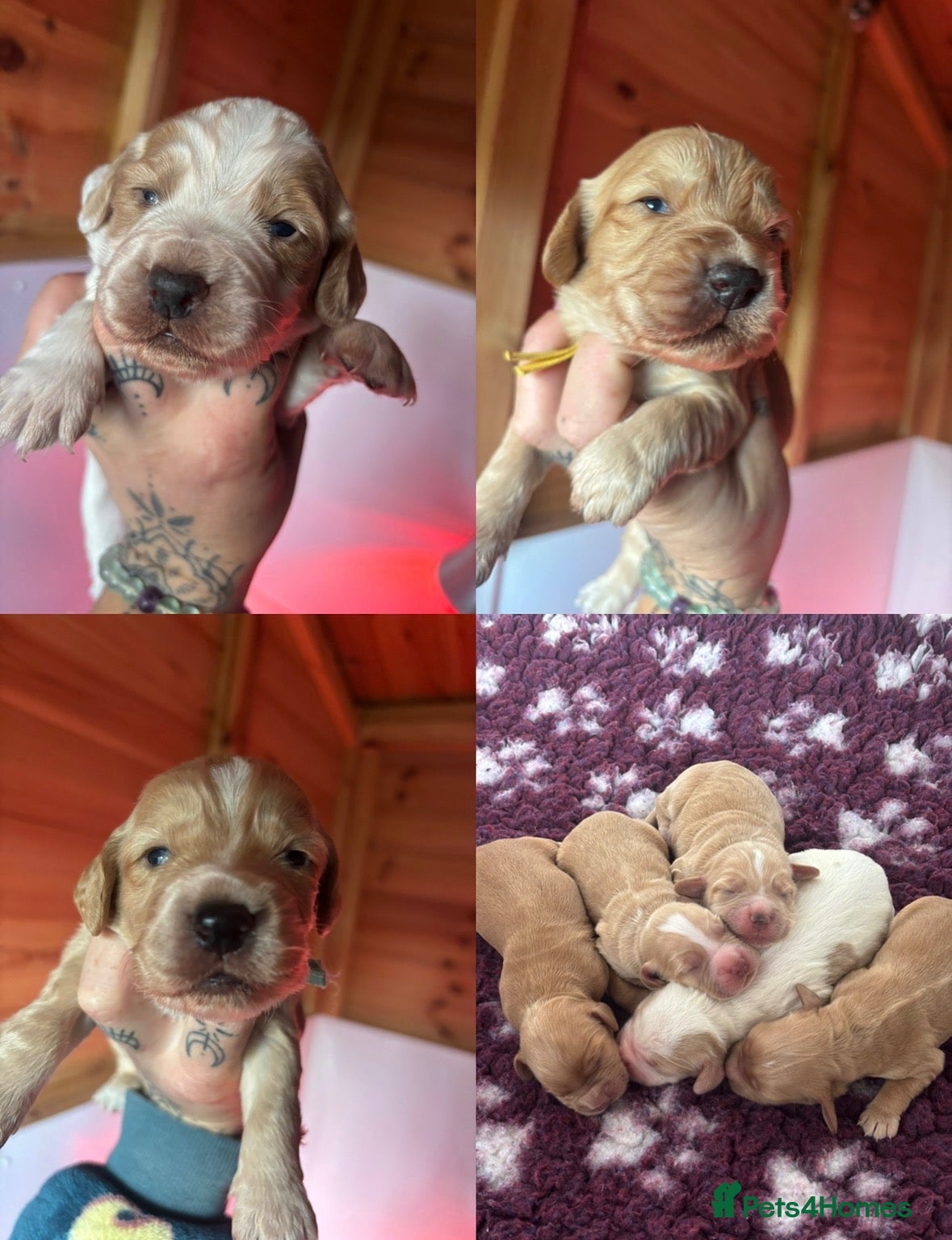 Cocker Spaniel dogs KC working cocker pups 5⭐️licensed. Only boys left - Advert 1