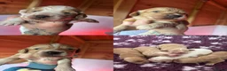 Cocker Spaniel dogs for sale: KC working cocker pups 5⭐️licensed. Only boys left - Advert 1