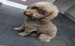 Cavapoo dogs for sale: F2 cava poo puppies  - Advert 7