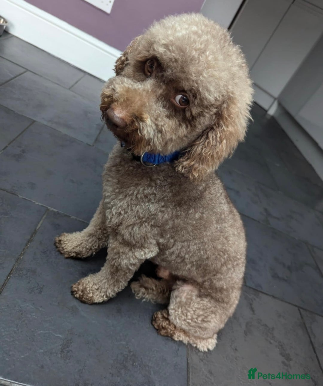 Cavapoo dogs for sale: F2 cava poo puppies  - Advert 7