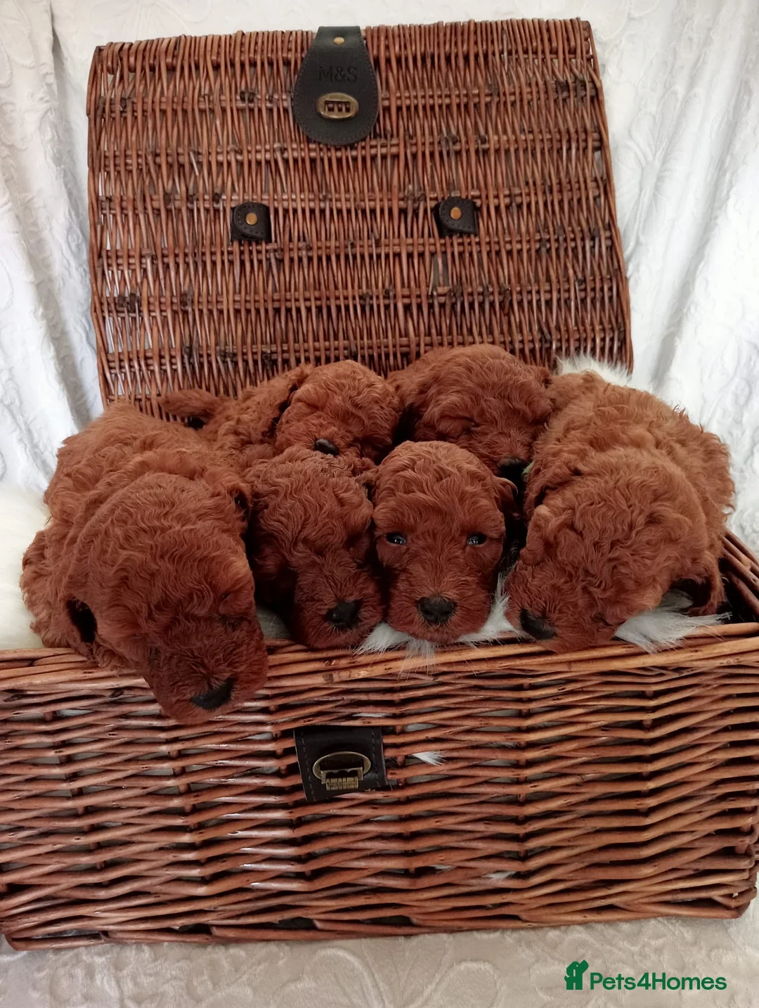 Toy Poodle dogs for sale: *****Stunning Fox Red Toy Poodle puppies***** - Advert 1