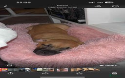Mixed Breed dogs for sale: Gorgeous Staff X Belgian Malinois  - Image 4