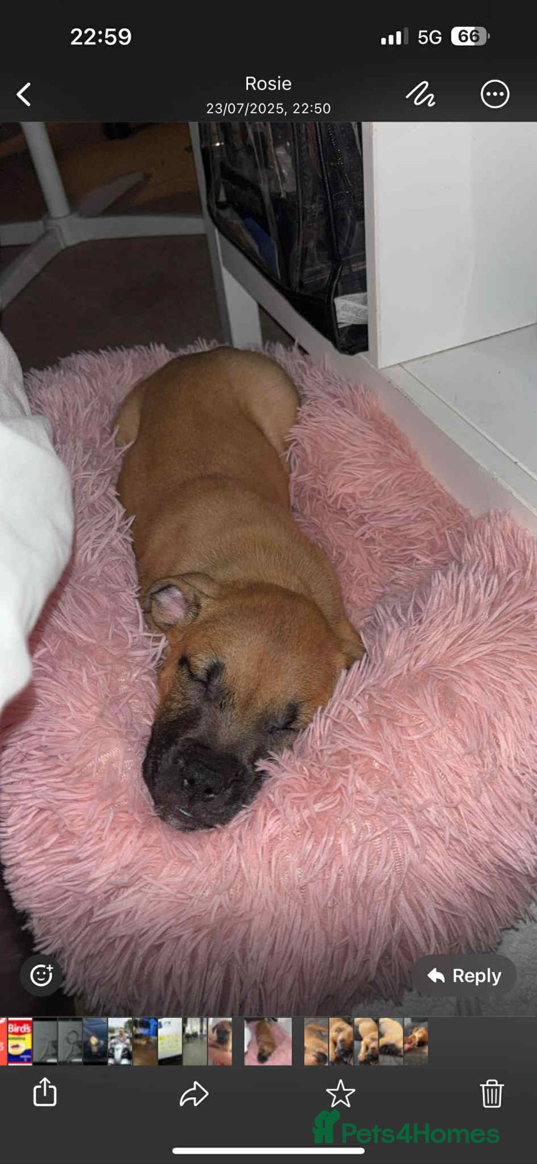Mixed Breed dogs for sale: Gorgeous Staff X Belgian Malinois  - Image 4
