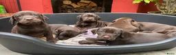 Mixed Breed dogs for sale: BEAUTIFUL LABRADOR X GWP X VIZSLA PUPPIES FOR SALE - Advert 3