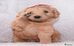 Goldendoodle dogs for sale: Beautiful Goldendoodle girl ready now!! - Image 3